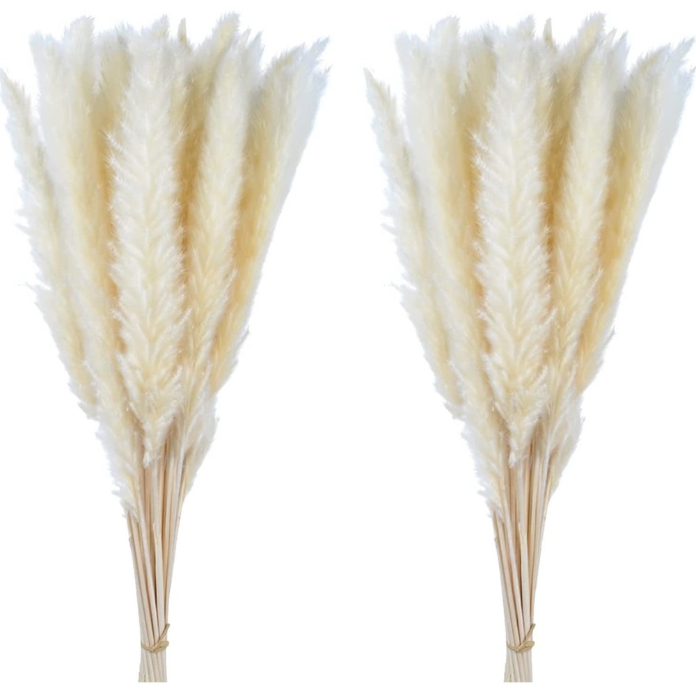Pampas Grass
